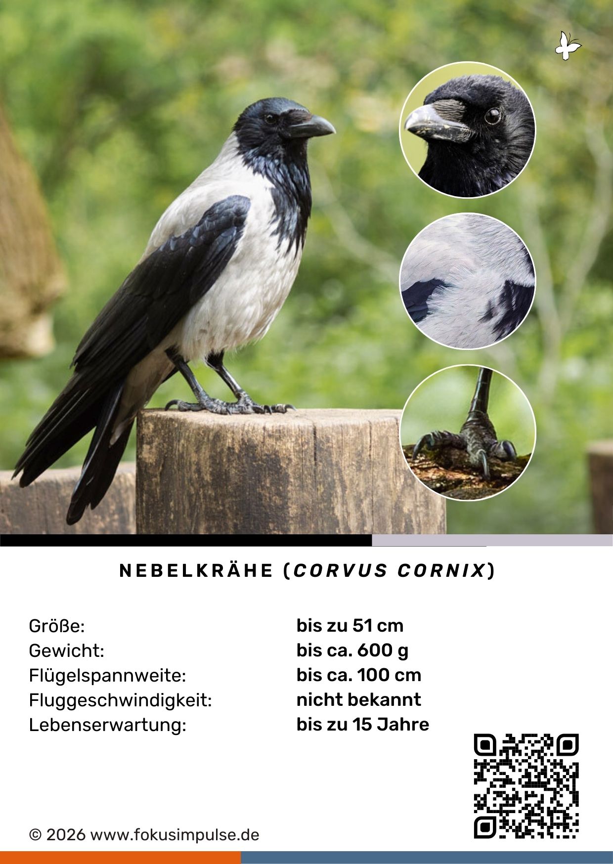 Fokusimpulse – Steckbrief Nebelkrähe