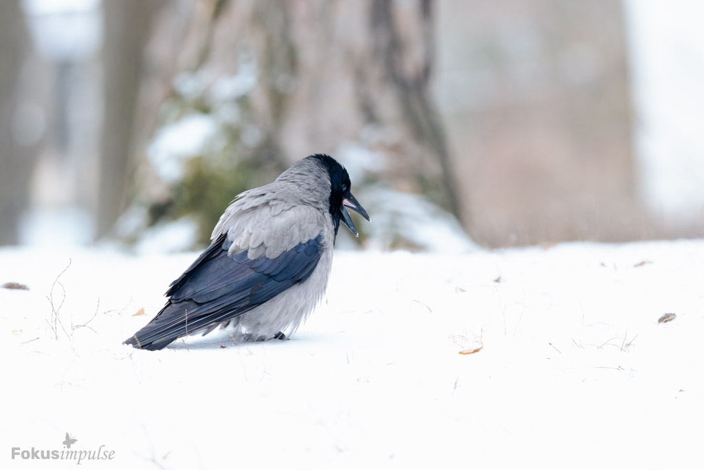 Fokusimpulse – Entdeckerkarte Nebelkrähe im Winter