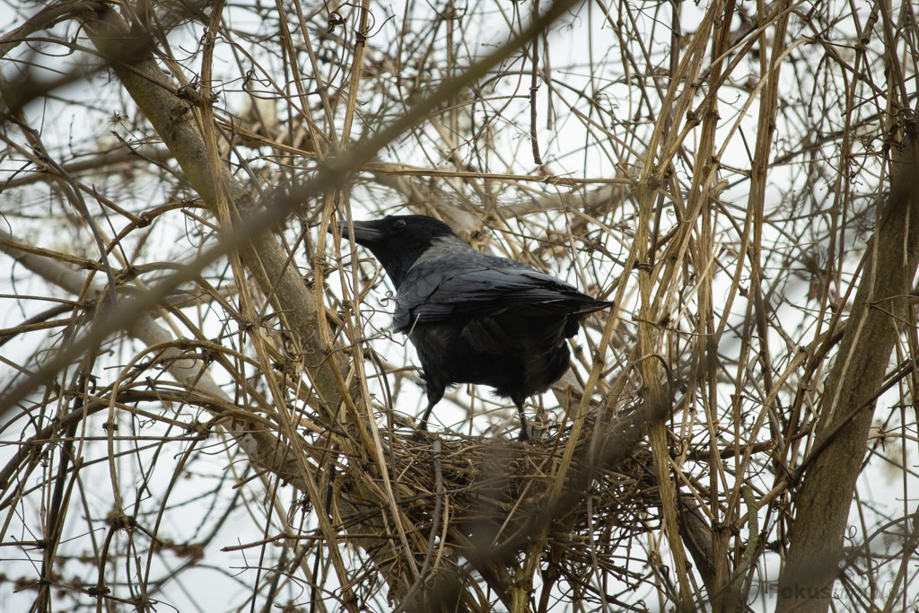 Fokusimpulse – Entdeckerkarte Hybridkrähe im Nest