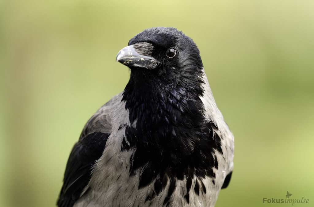 Ich bin eine Nebelkrähe