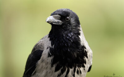 Ich bin eine Nebelkrähe