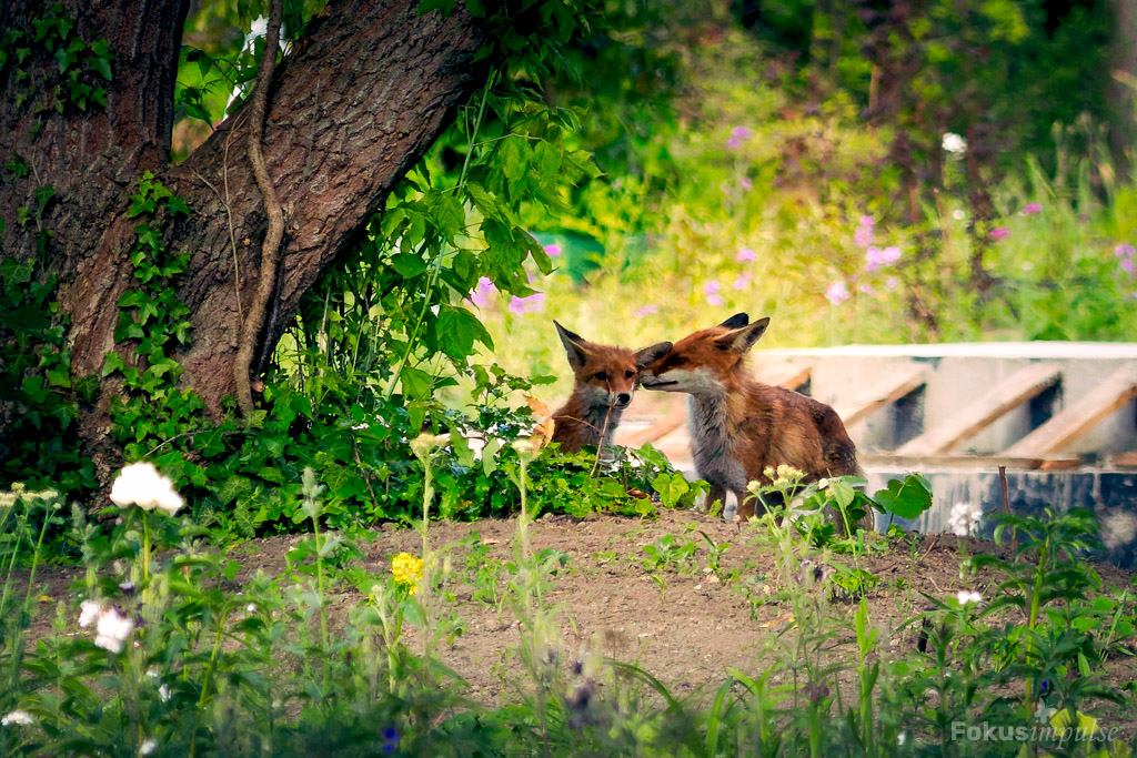 Fokusimpulse – Naturfotografie-Workshop