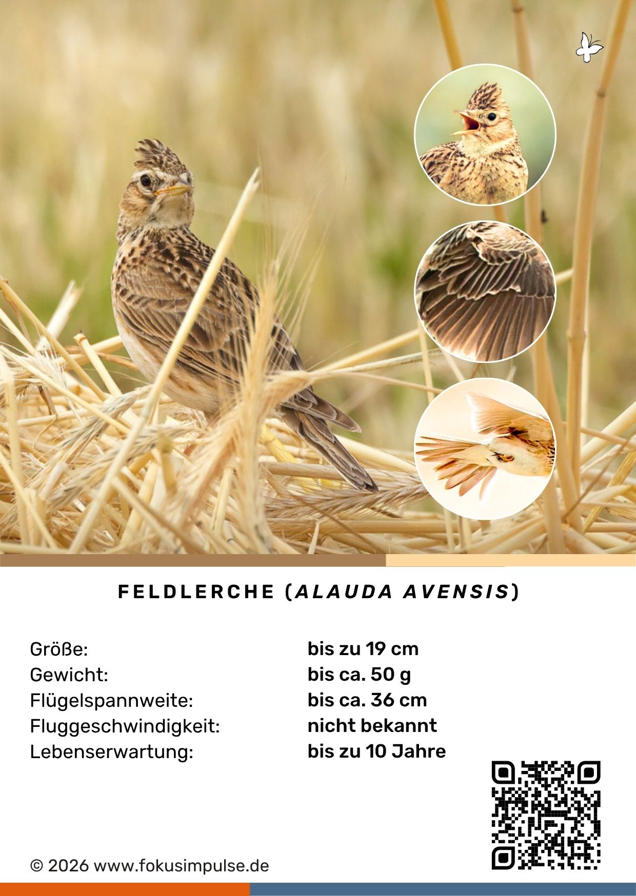 Fokusimpulse – Steckbrief Feldlerche