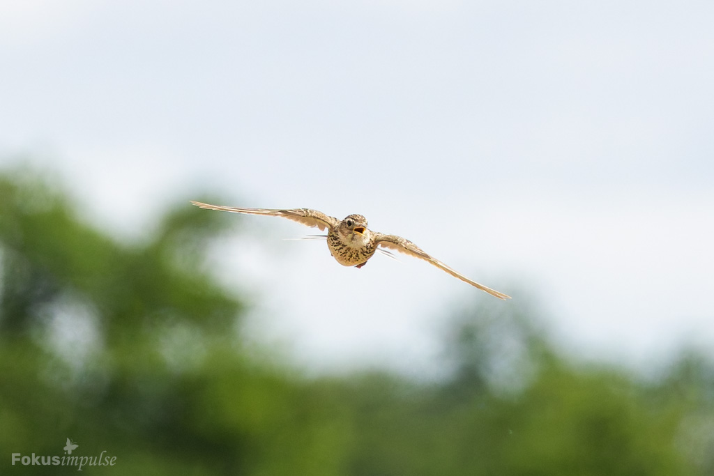 Fokusimpulse – Feldlerche im Flug