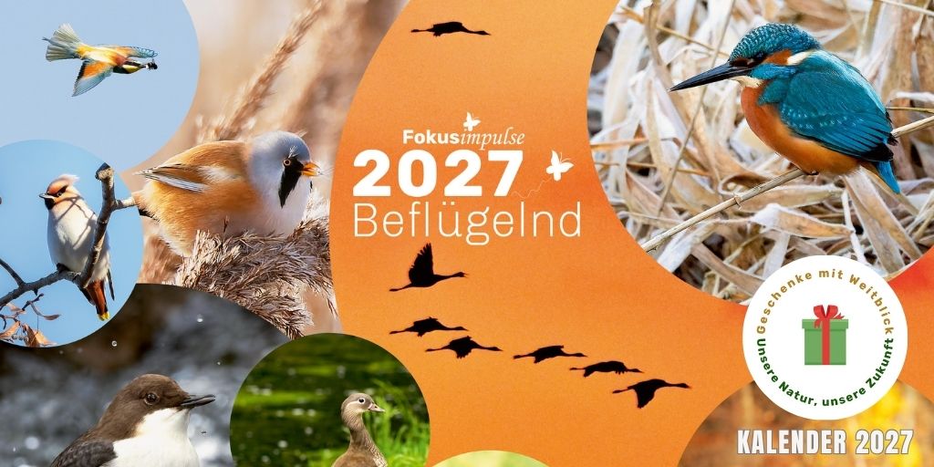 Fokusimpulse Kalender 2027 Beflügelnd - Geschenke mit Weitblick - Unsere Natur, unsere Zukunft